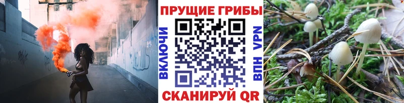 закладка KRAKEN ссылки Псилоцибиновые грибы Psilocybine cubensis Вихоревка